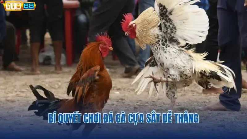Bí quyết chơi đá gà cựa sắt được các cao thủ Tin88 chia sẻ