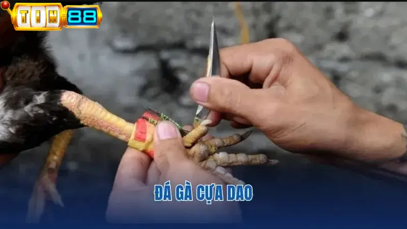 Các trận đá gà Daga28 cựa dao thu hút nhiều kê thủ tham gia