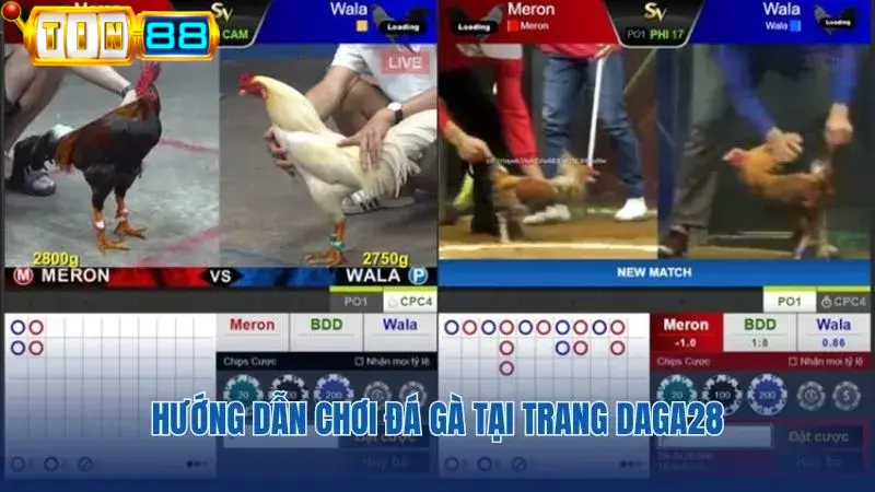 Cách tham gia cược đá gà Daga28