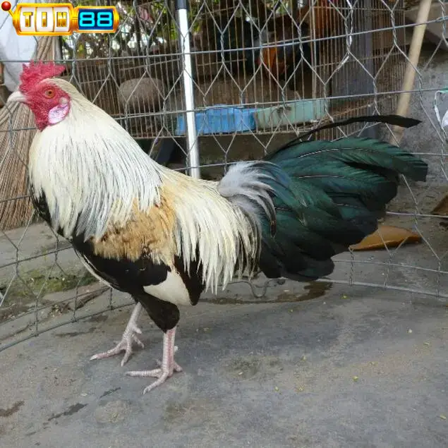 Gà chọi đẹp nhất Việt Nam - Chiến binh Cao Lãnh miền Tây