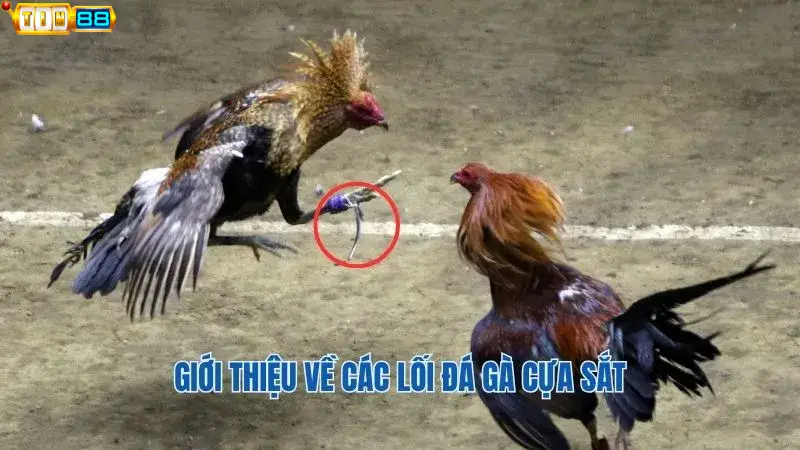 Khái niệm và các hình thức đá gà cựa sắt từ Tin88