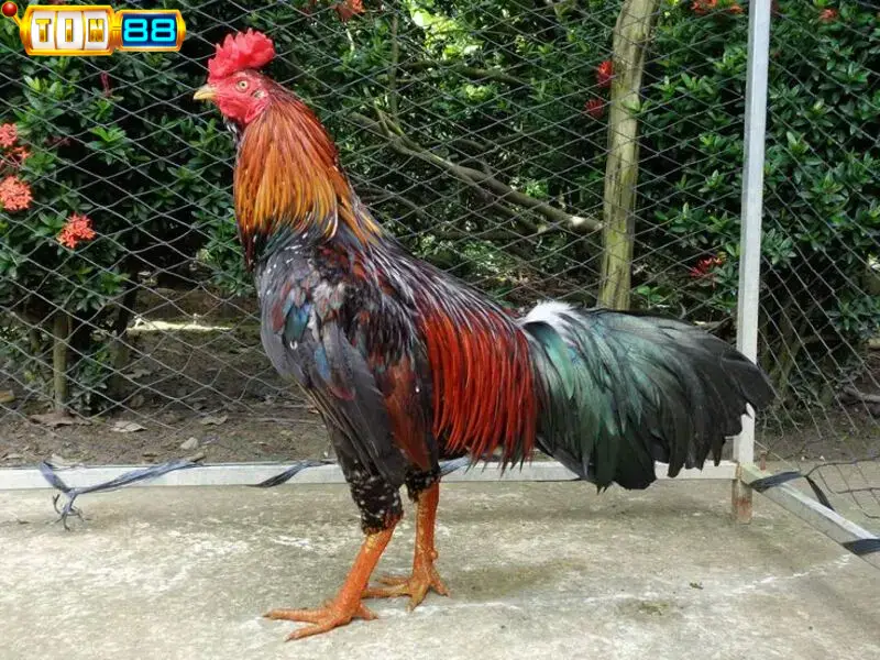 Làm sao để nhận định gà chọi đẹp nhất Việt Nam