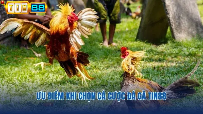 Những ưu điểm khi chọn tham gia cá cược Đá gà Thomo